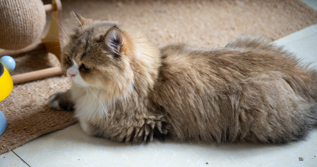 Emotional Support Animal Letter Michigan